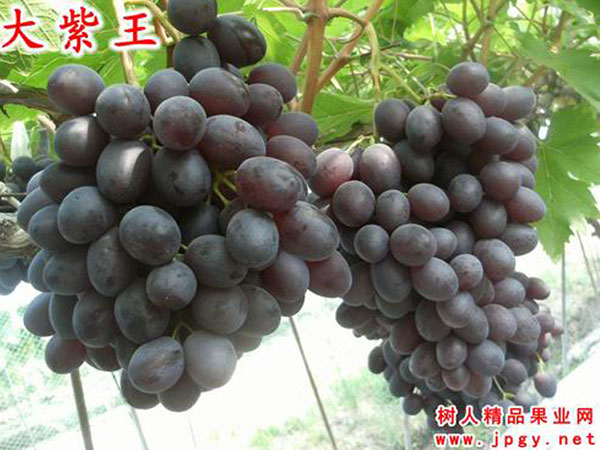 大紫王