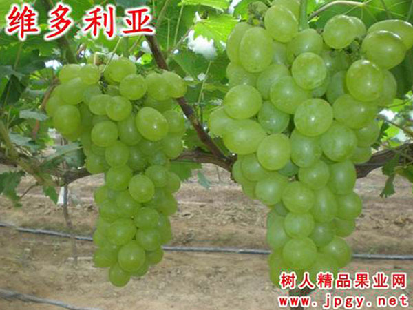 維多利亞