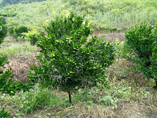 柑橘九月管理要點(diǎn)