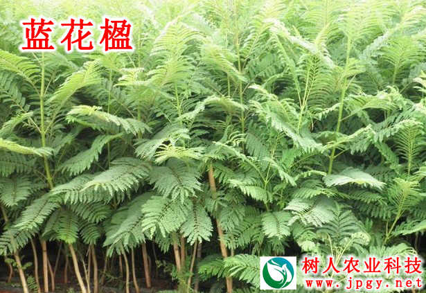 藍(lán)花楹