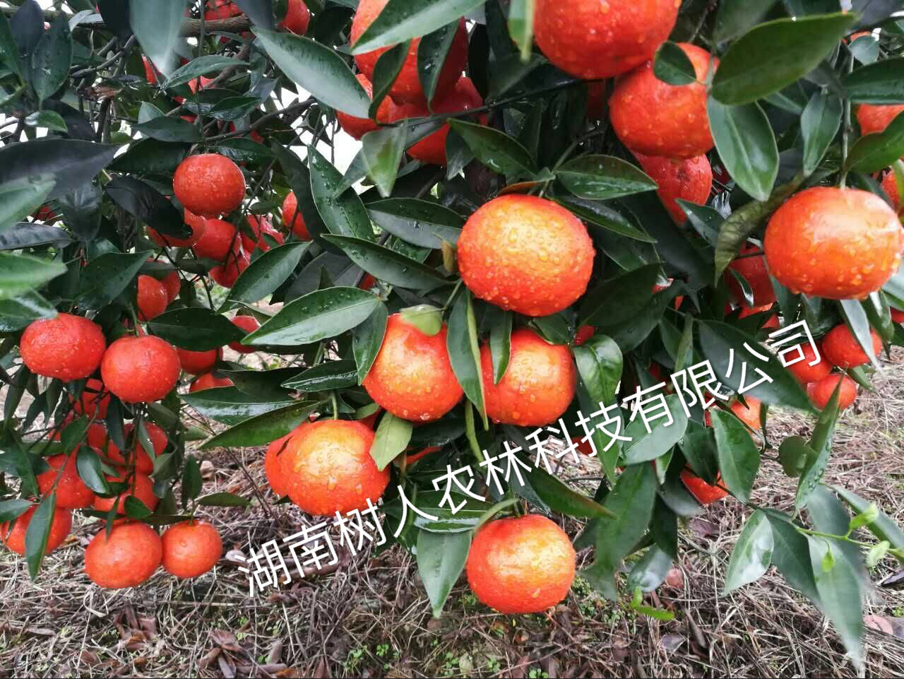 關(guān)于廣西永?？h韋昌裕偽造合同盜用我公司世紀紅名義擴散假苗、病毒苗的違法行徑的緊急聲明