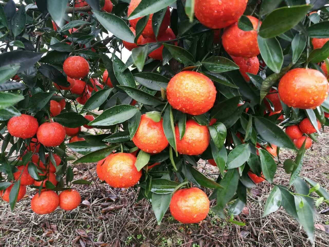 一個(gè)橘子抵一個(gè)蘋果 今年橘子有點(diǎn)貴