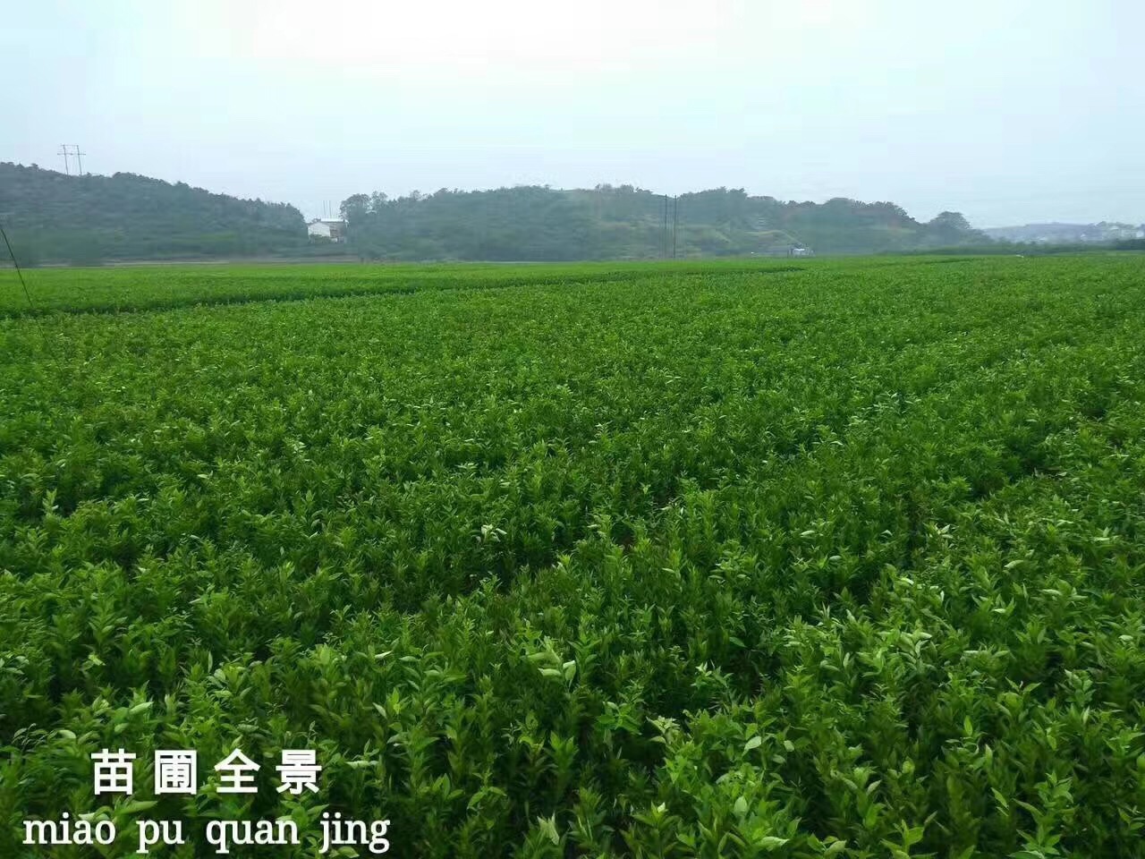 建園技術(shù)