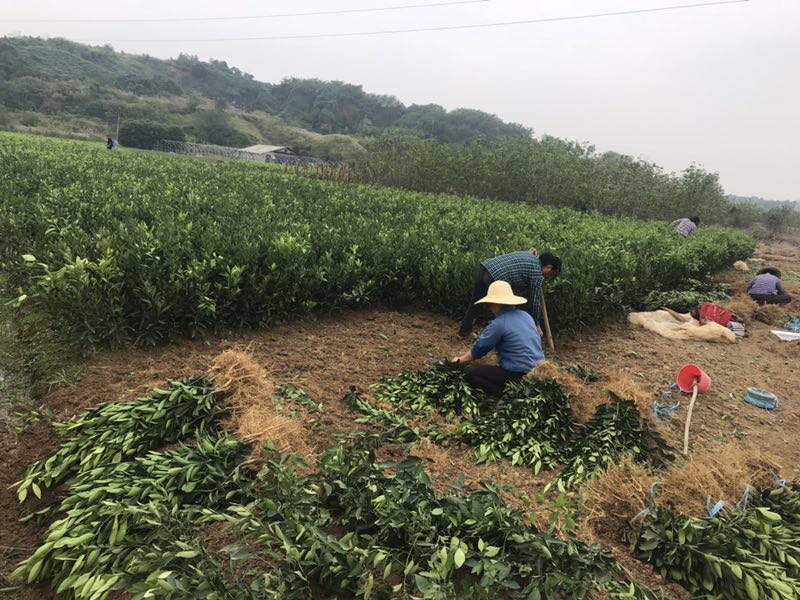三大創(chuàng)新構(gòu)建出我國科技服務農(nóng)業(yè)生產(chǎn)新格局