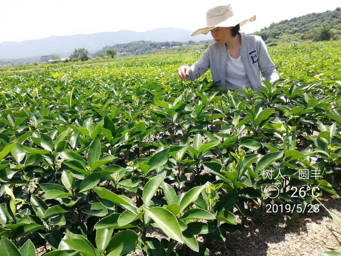樹人公司2019年500萬柑橘苗兒初長(zhǎng)成