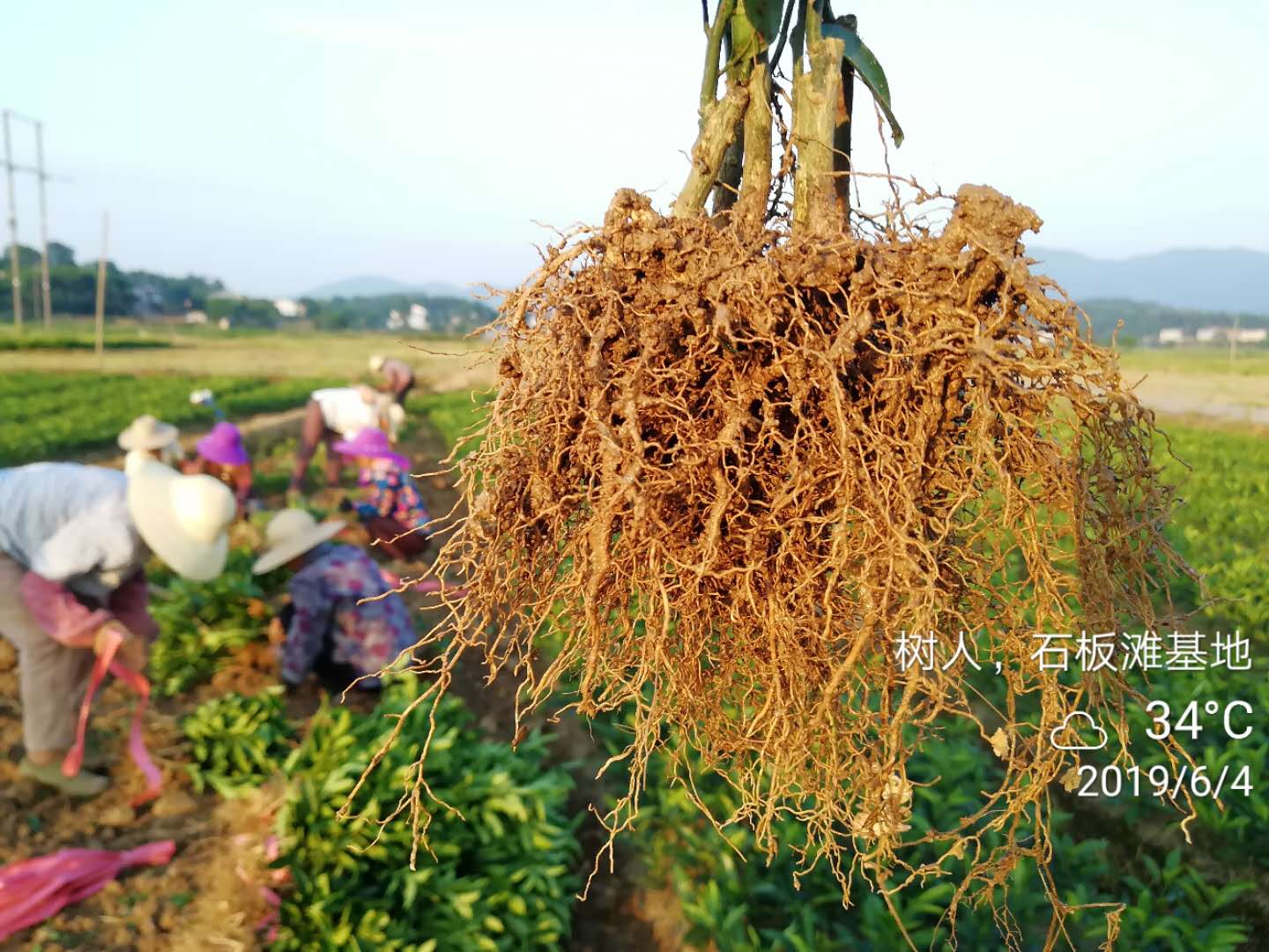 烈日炎炎，5萬株柑橘苗出貨！