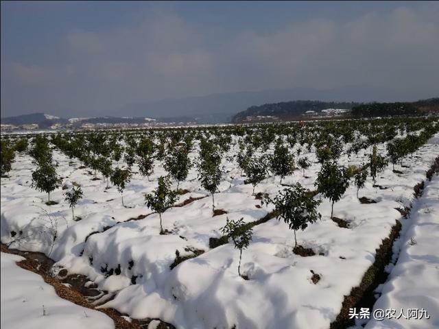 柑橘冬季清園這些事情不能落，否則又是白忙活