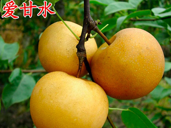 愛甘水