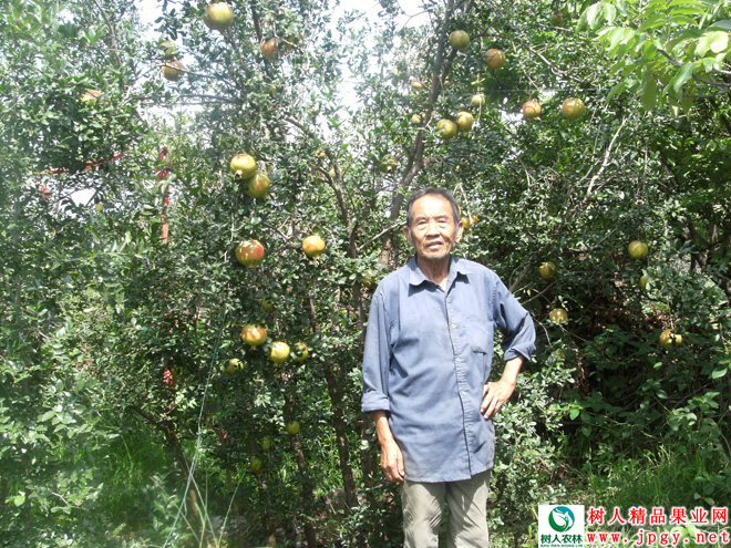 湖南樹人農(nóng)林科技有限公司,湖南柑橘品種銷售,中國(guó)果樹網(wǎng),常綠果樹類哪里好