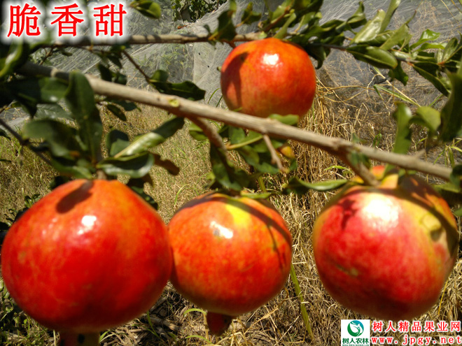 湖南樹人農(nóng)林科技有限公司,湖南柑橘品種銷售,中國(guó)果樹網(wǎng),常綠果樹類哪里好