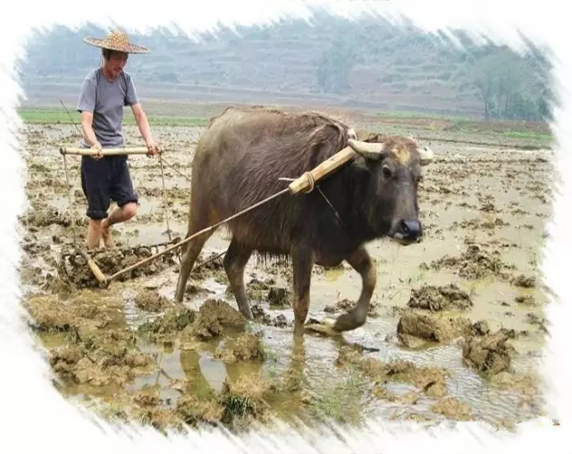政策咨詢(xún)