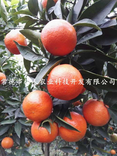 政策咨詢(xún)