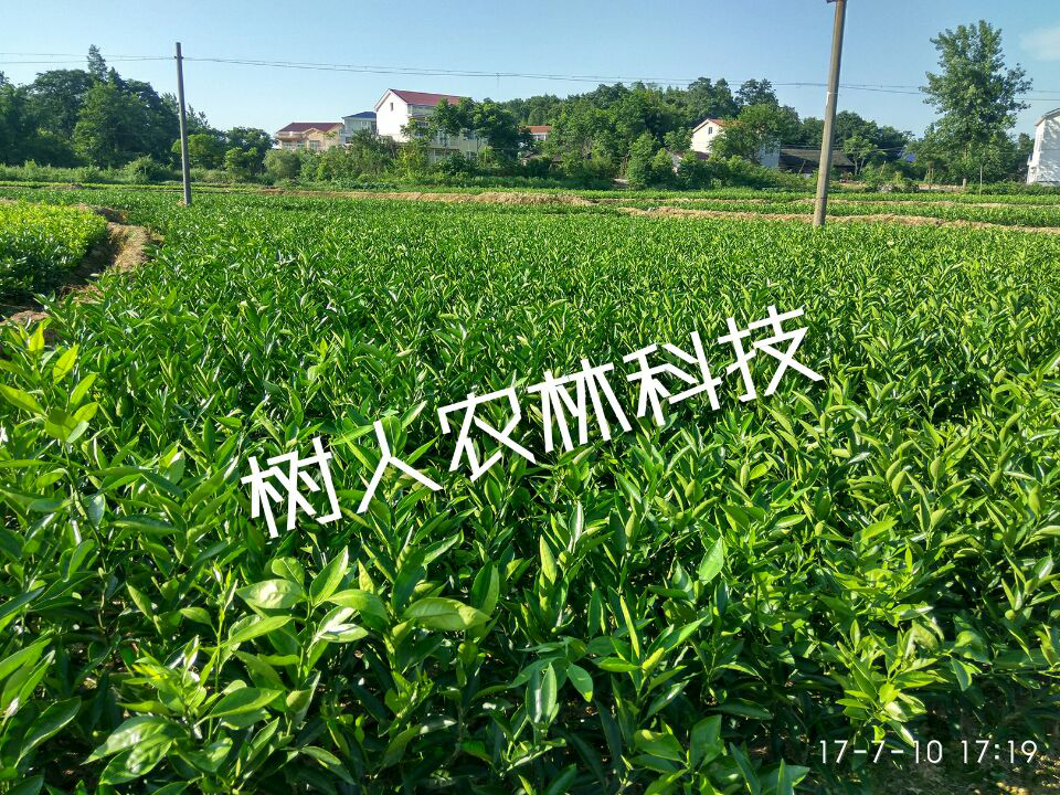 湖南樹(shù)人農(nóng)林科技有限公司,湖南柑橘品種銷(xiāo)售,中國(guó)果樹(shù)網(wǎng),常綠果樹(shù)類(lèi)哪里好