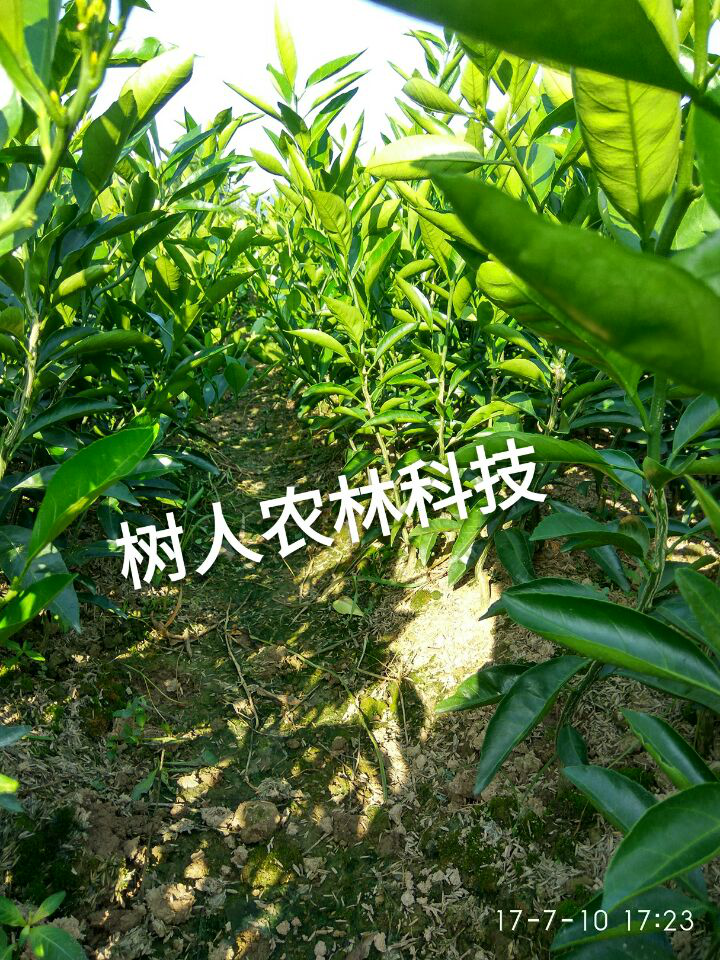 湖南樹(shù)人農(nóng)林科技有限公司,湖南柑橘品種銷(xiāo)售,中國(guó)果樹(shù)網(wǎng),常綠果樹(shù)類(lèi)哪里好