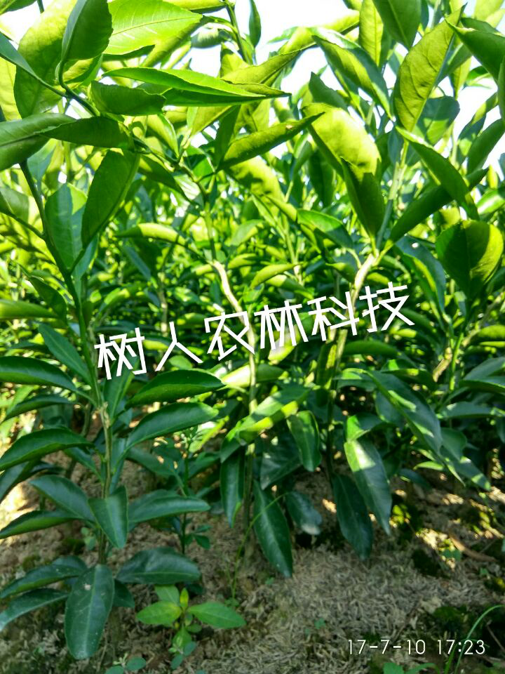 湖南樹(shù)人農(nóng)林科技有限公司,湖南柑橘品種銷(xiāo)售,中國(guó)果樹(shù)網(wǎng),常綠果樹(shù)類(lèi)哪里好