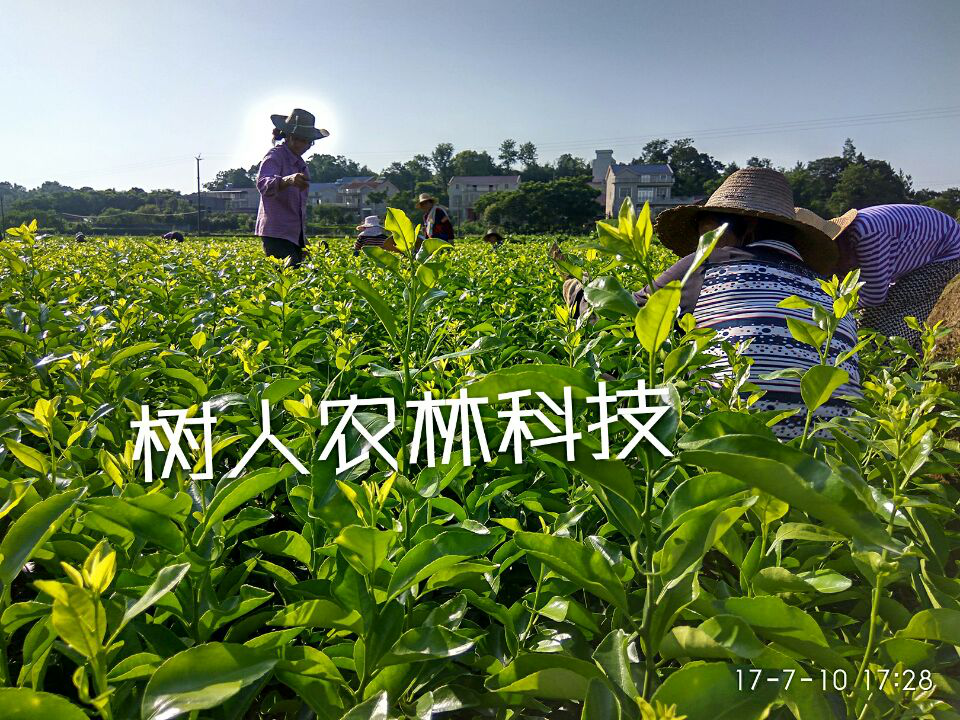 湖南樹(shù)人農(nóng)林科技有限公司,湖南柑橘品種銷(xiāo)售,中國(guó)果樹(shù)網(wǎng),常綠果樹(shù)類(lèi)哪里好