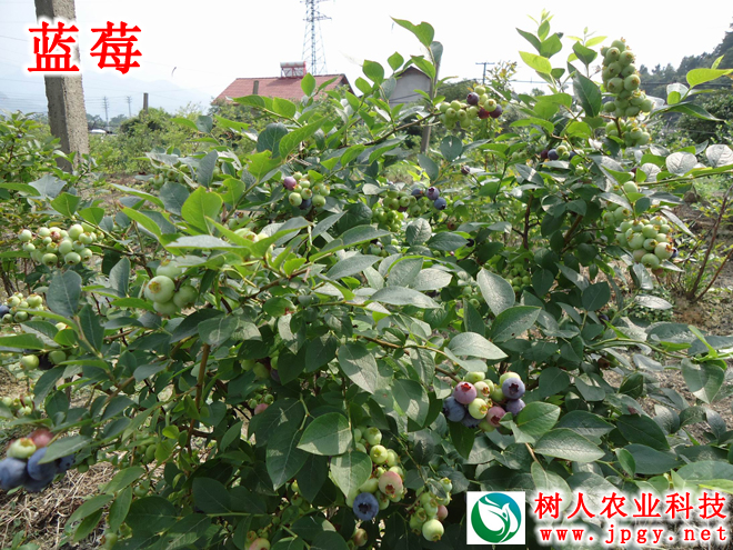 湖南樹人農(nóng)林科技有限公司,湖南柑橘品種銷售,中國(guó)果樹網(wǎng),常綠果樹類哪里好