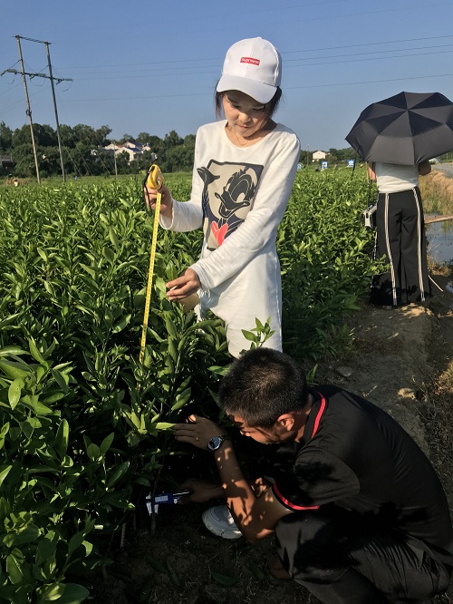 彩色油菜花的研究與開(kāi)發(fā)推廣