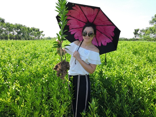 彩色油菜花的研究與開(kāi)發(fā)推廣