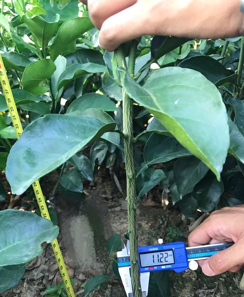 彩色油菜花的研究與開(kāi)發(fā)推廣