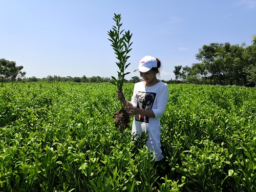 彩色油菜花的研究與開(kāi)發(fā)推廣