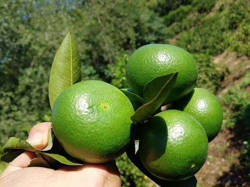 彩色油菜花的研究與開(kāi)發(fā)推廣