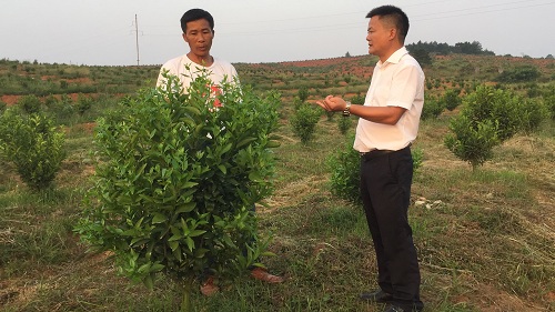 彩色油菜花的研究與開(kāi)發(fā)推廣
