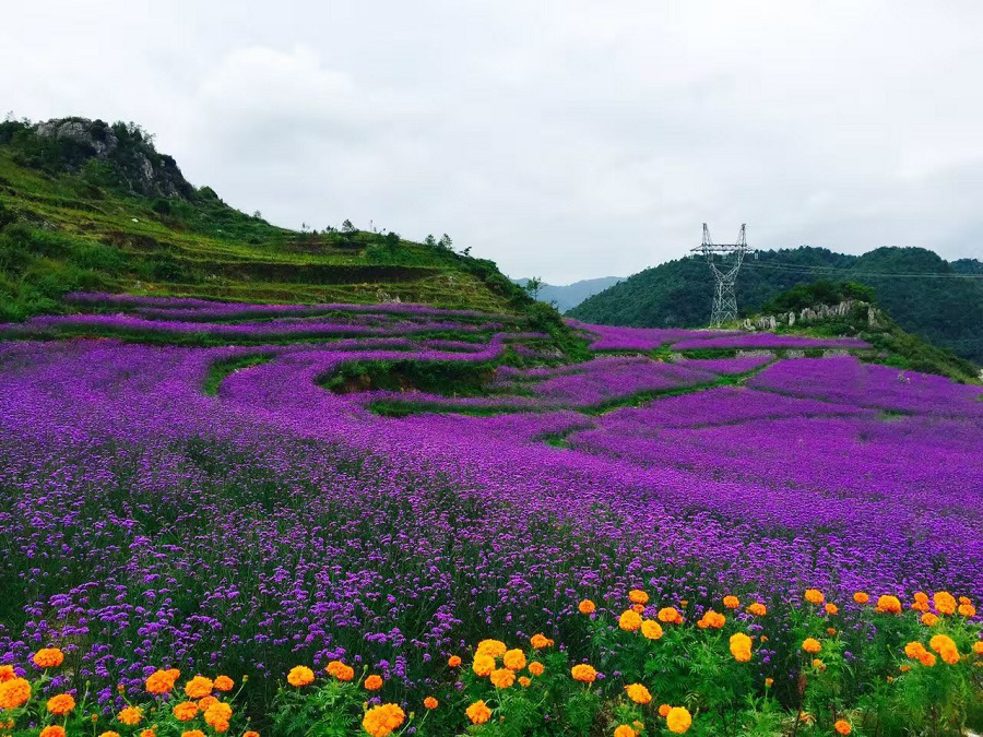 彩色油菜花的研究與開發(fā)推廣