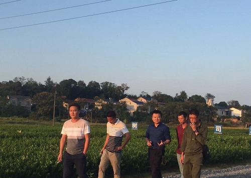 彩色油菜花的研究與開發(fā)推廣