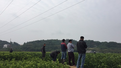彩色油菜花的研究與開發(fā)推廣