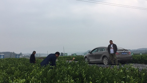 彩色油菜花的研究與開發(fā)推廣