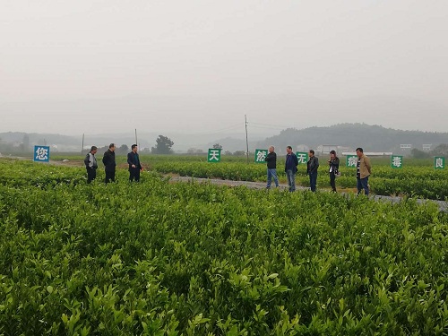彩色油菜花的研究與開發(fā)推廣