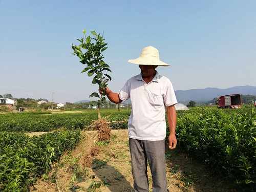彩色油菜花的研究與開發(fā)推廣