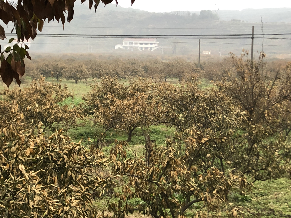 湖南樹人農(nóng)林科技有限公司,湖南柑橘品種銷售,中國(guó)果樹網(wǎng),常綠果樹類哪里好