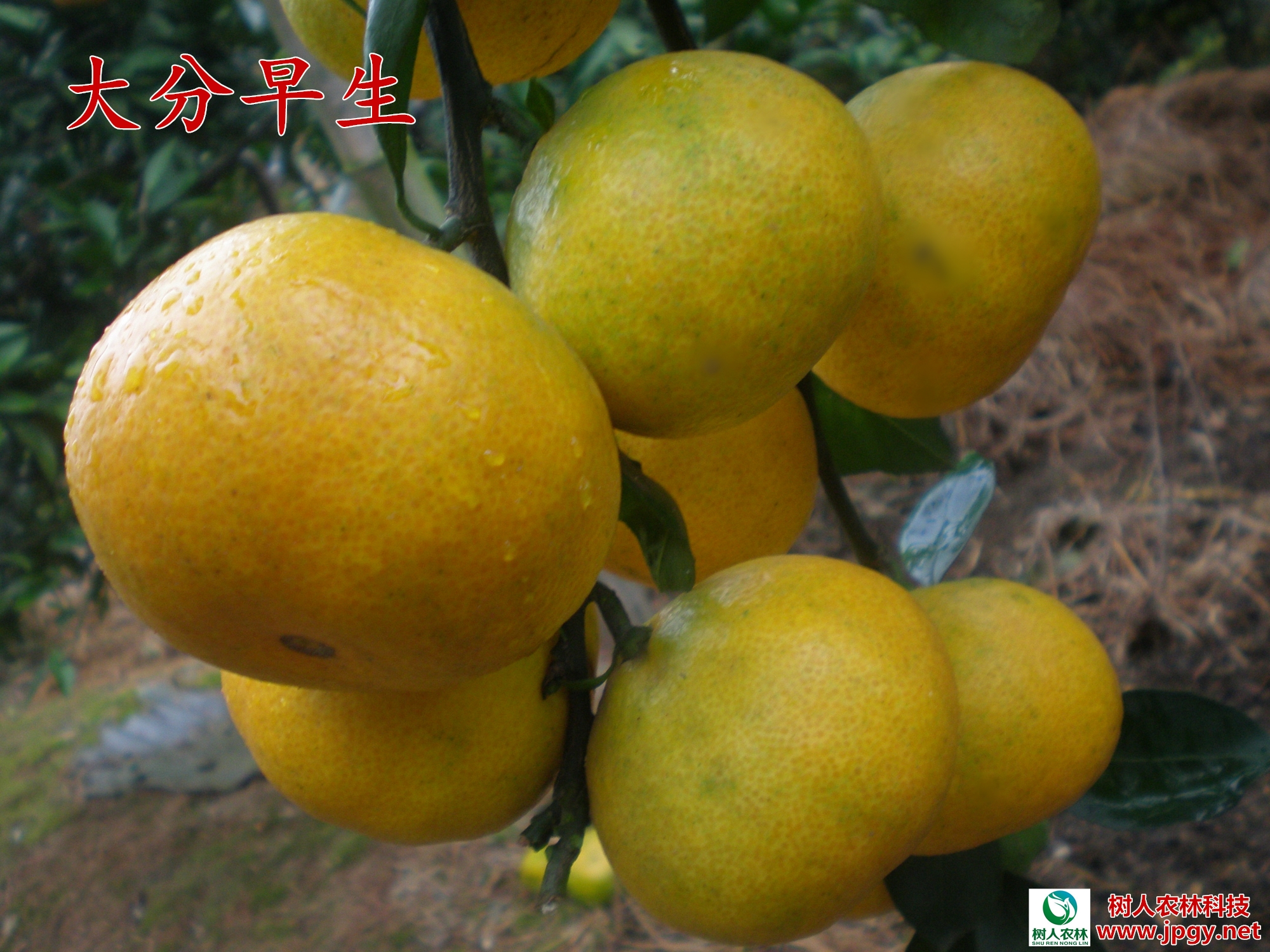 湖南樹人農(nóng)林科技有限公司,湖南柑橘品種銷售,中國(guó)果樹網(wǎng),常綠果樹類哪里好