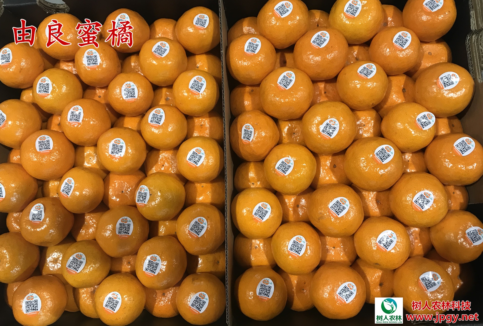 湖南樹人農(nóng)林科技有限公司,湖南柑橘品種銷售,中國(guó)果樹網(wǎng),常綠果樹類哪里好