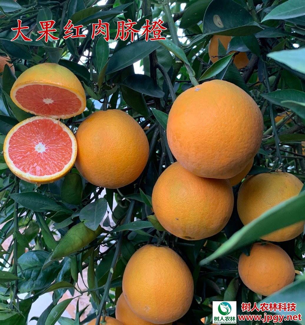 湖南樹人農(nóng)林科技有限公司,湖南柑橘品種銷售,中國(guó)果樹網(wǎng),常綠果樹類哪里好