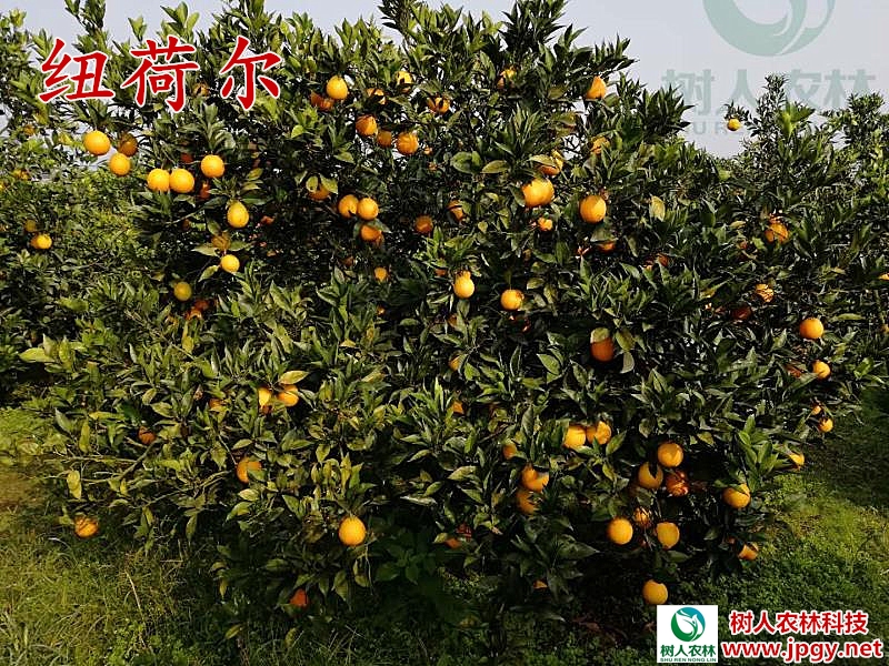湖南樹人農(nóng)林科技有限公司,湖南柑橘品種銷售,中國(guó)果樹網(wǎng),常綠果樹類哪里好