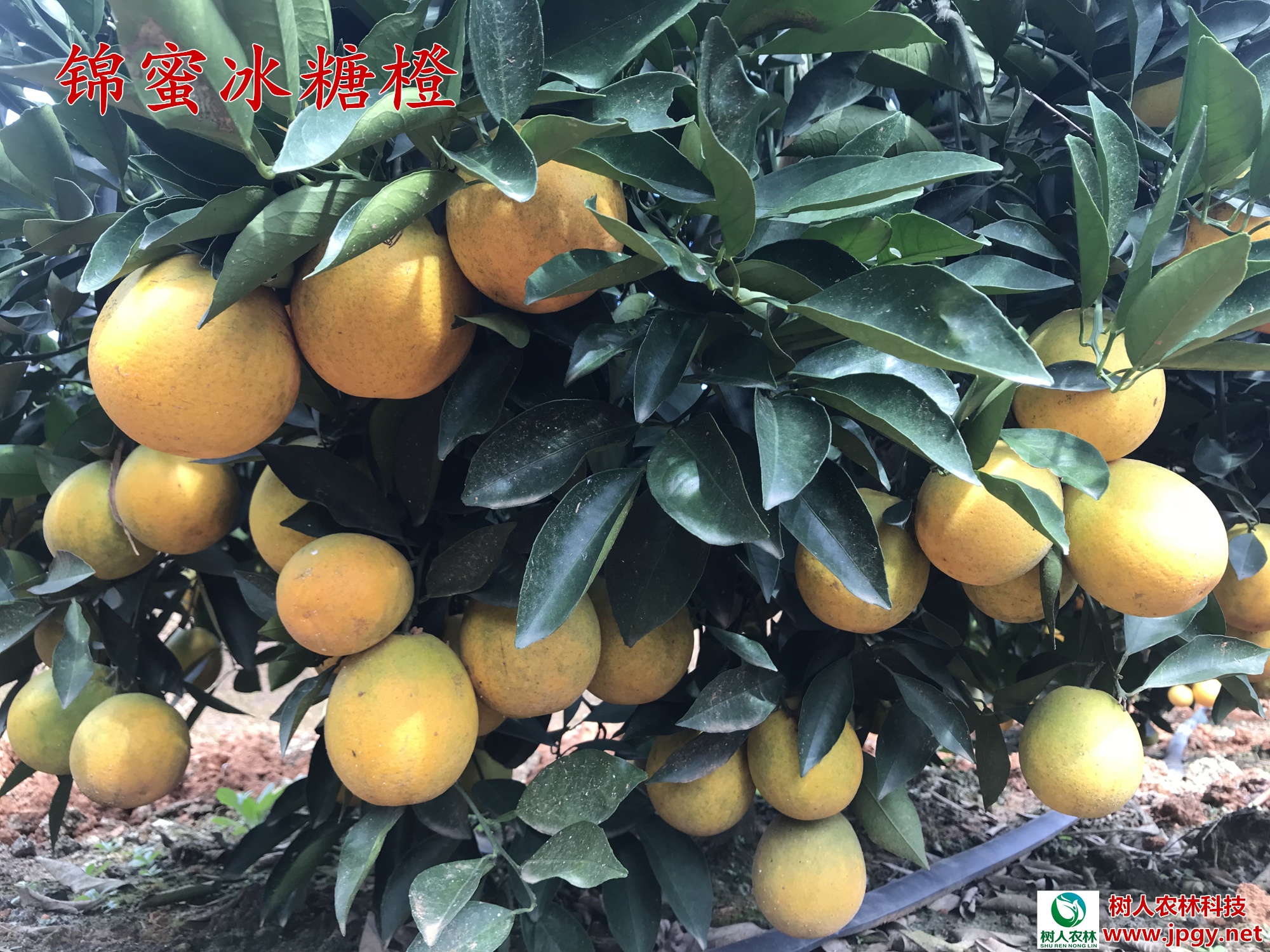 湖南樹人農(nóng)林科技有限公司,湖南柑橘品種銷售,中國(guó)果樹網(wǎng),常綠果樹類哪里好