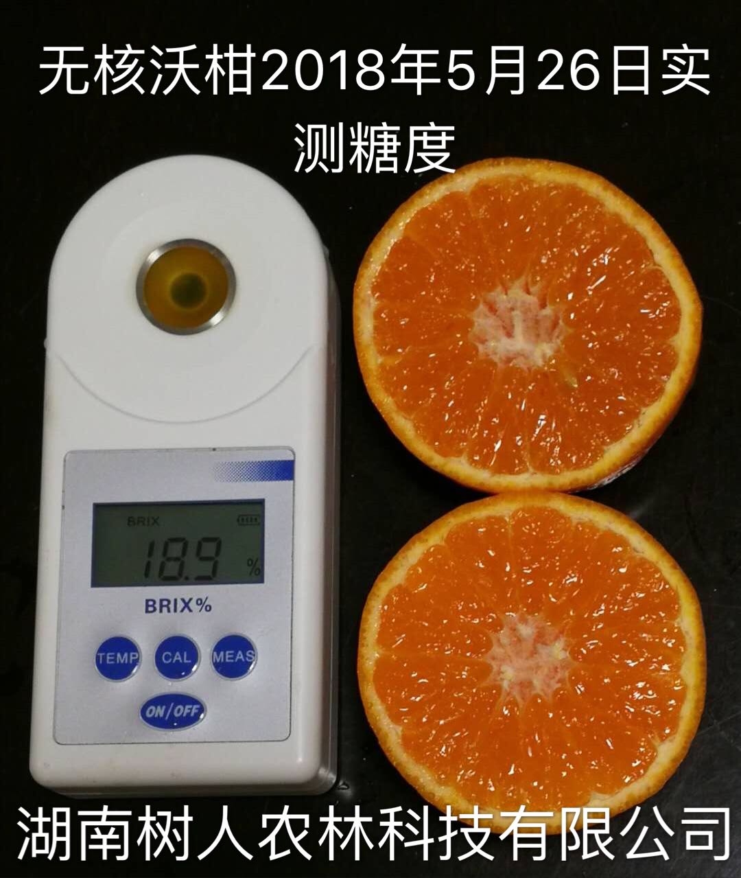 湖南樹人農(nóng)林科技有限公司,湖南柑橘品種銷售,中國(guó)果樹網(wǎng),常綠果樹類哪里好