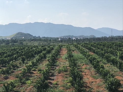 湖南樹(shù)人農(nóng)林科技有限公司,湖南柑橘品種銷(xiāo)售,中國(guó)果樹(shù)網(wǎng),常綠果樹(shù)類(lèi)哪里好