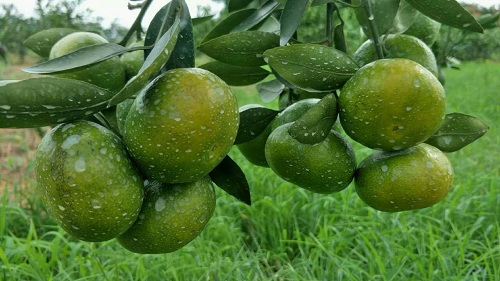 湖南樹(shù)人農(nóng)林科技有限公司,湖南柑橘品種銷(xiāo)售,中國(guó)果樹(shù)網(wǎng),常綠果樹(shù)類(lèi)哪里好