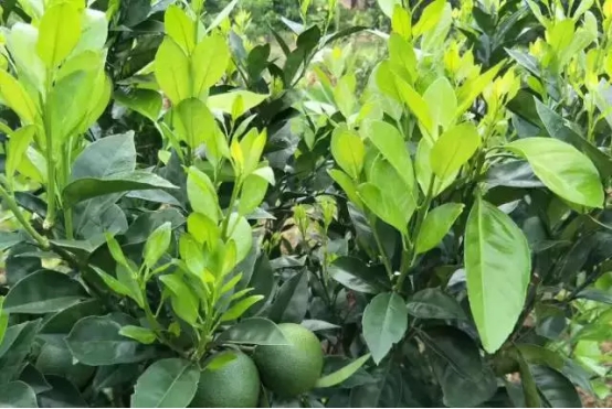 湖南樹(shù)人農(nóng)林科技有限公司,湖南柑橘品種銷(xiāo)售,中國(guó)果樹(shù)網(wǎng),常綠果樹(shù)類(lèi)哪里好