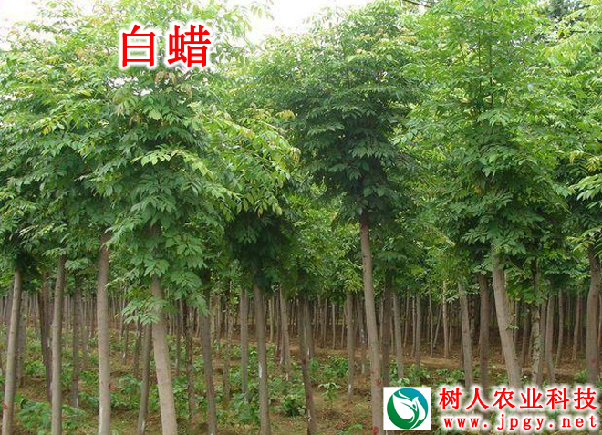 湖南樹人農(nóng)林科技有限公司,湖南柑橘品種銷售,中國(guó)果樹網(wǎng),常綠果樹類哪里好