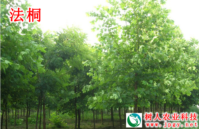 湖南樹人農(nóng)林科技有限公司,湖南柑橘品種銷售,中國果樹網(wǎng),常綠果樹類哪里好