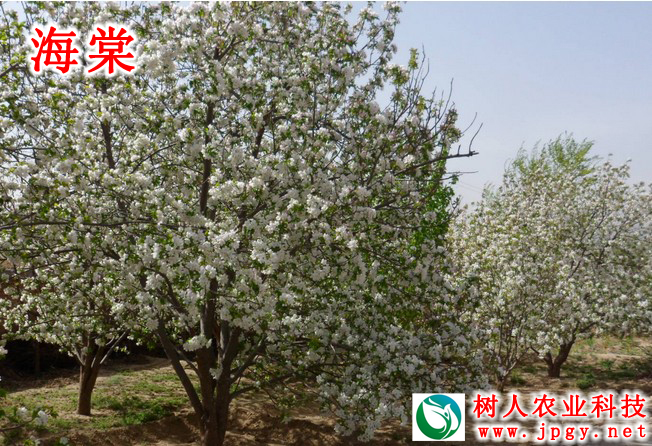 湖南樹(shù)人農(nóng)林科技有限公司,湖南柑橘品種銷(xiāo)售,中國(guó)果樹(shù)網(wǎng),常綠果樹(shù)類(lèi)哪里好