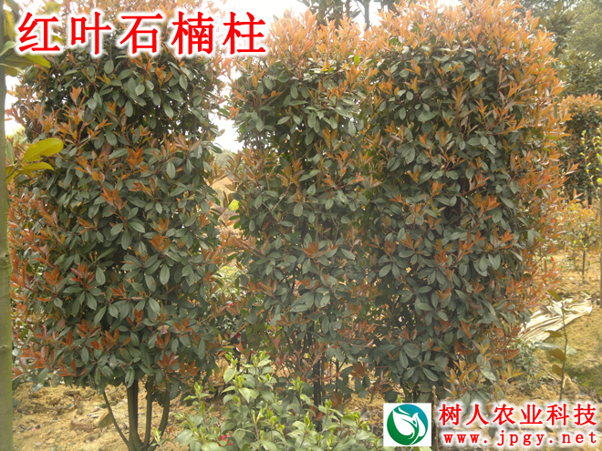 湖南樹(shù)人農(nóng)林科技有限公司,湖南柑橘品種銷(xiāo)售,中國(guó)果樹(shù)網(wǎng),常綠果樹(shù)類(lèi)哪里好