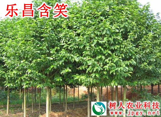 湖南樹(shù)人農(nóng)林科技有限公司,湖南柑橘品種銷售,中國(guó)果樹(shù)網(wǎng),常綠果樹(shù)類哪里好