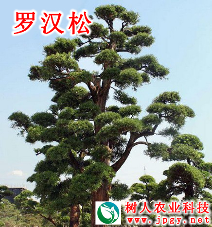 湖南樹(shù)人農(nóng)林科技有限公司,湖南柑橘品種銷(xiāo)售,中國(guó)果樹(shù)網(wǎng),常綠果樹(shù)類(lèi)哪里好