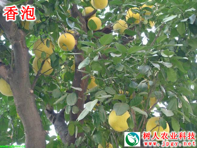 湖南樹(shù)人農(nóng)林科技有限公司,湖南柑橘品種銷(xiāo)售,中國(guó)果樹(shù)網(wǎng),常綠果樹(shù)類(lèi)哪里好